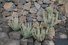 vignette Aloe / Euphorbia