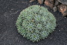 vignette Aloe brevifolia