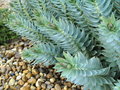 vignette Euphorbia rigida (dtail)