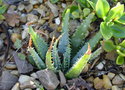 vignette Aloe pratensis