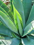 vignette Agave sp