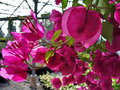 vignette Bougainvillea spectabilis