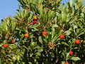 vignette Arbutus unedo (fruits, les arbouses)