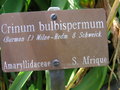 vignette Crinum bulbispermum