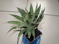 vignette Agave filifera