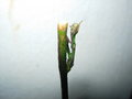 vignette Passiflora constance elliot