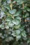 vignette Buxus sempervirens 'Rotundifolia'