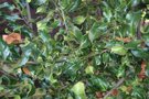 vignette Ilex aquifolium 'Crispa'