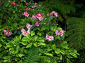 vignette Aucuba, Rhododendron, Fougères
