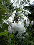 vignette Rhododendron  Jacksonii
