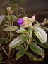 vignette tibouchina en survie