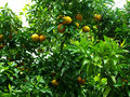 vignette Citrus paradisi ou grandis  / Pamplemoussier