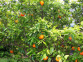 vignette Citrus reticulata / Mandarinier