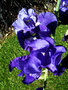 vignette Iris germanica hybride