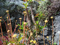 vignette Euphorbia bogeri (au fond)