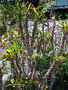 vignette Euphorbia bogeri