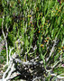vignette Euphorbia burmannii