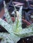vignette Aloe rauhii cv. Snow flake, inflorescence