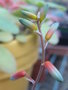 vignette Aloe rauhii cv. Snow flake, fleurs