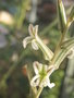 vignette Haworthia limifolia