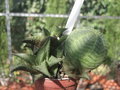 vignette Haworthia venosa ssp tesselata, euphorbia obesa