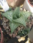 vignette Haworthia venosa ssp tesselata
