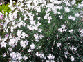 vignette Dianthus plumarius