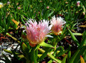 vignette Disphyma australe  syn. Mesembryanthemum australe