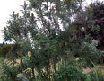 vignette Banksia integrifolia subsp.integrifolia