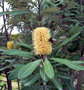 vignette Banksia integrifolia subsp.integrifolia