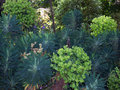 vignette Euphorbia characias 