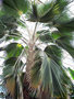 vignette Pritchardia Palm  (originaire de Hawaii) Serre du  Jardin botanique de Christchurch