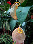 vignette Anthurium et Peperomia caperata