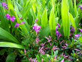 vignette Blétillas (orchidées terrestres)