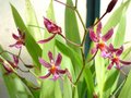 vignette orchidée