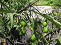 vignette Solanum laciniatum = Solanum aviculare - Solanum