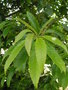 vignette Quercus castaneifolia - Chêne à feuille de Châtaignier