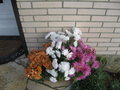 vignette chrysanthéme toujours en fleurs au 10 décembre