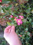 vignette camellia sasanqua 10.12