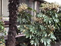 vignette Toulouse - quartier Capitole - Fatsia japonica variegata