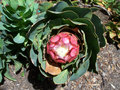 vignette Protea grandiceps