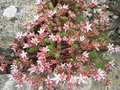 vignette Sedum anglicum subsp. anglicum, orpin d'Angleterre