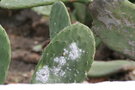 vignette Opuntia cultivé pour élevage cochenille