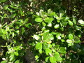 vignette Baccharis halimifolia, sneon en arbre