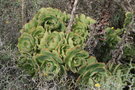 vignette Aeonium lancerottense in situ