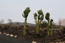 vignette Euphorbia