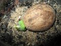 vignette Cycas thouarsii 1 germination