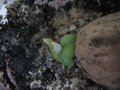 vignette Cycas thouarsii 1 germination