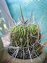 vignette Echinofossulocactus lamellosus = Stenocactus