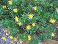 vignette Euryops chrysanthemoides